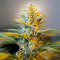 Black Gum (Original Sensible Seeds) Cannabis-Samen