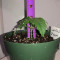 Critical Mass Regular (Mr. Nice Seedbank) Cannabis-Samen