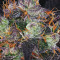 French Macaron (Gelato 33 x French Cookies) (T.H. Seeds) Cannabis-Samen
