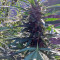 Green Crack (Humboldt Seeds Organization) Cannabis-Samen
