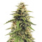 Heisenberg Special Auto (Mephisto Genetics) Cannabis-Samen
