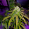 Hindu Kush (Sensi Seeds) Cannabis-Samen