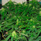 Il Diavolo Auto (Delicious Seeds) Cannabis-Samen