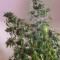 Moby Dick (GHS) Cannabis-Samen