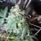 Sherbet (Seedstockers) Cannabis-Samen