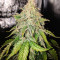 Sour Hound F2 Auto (Mephisto Genetics) Cannabis-Samen