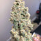 Super Auto Lemon Haze (Original Sensible Seeds) Cannabis-Samen