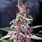 Violeta Regular (Ace Seeds) Cannabis-Samen
