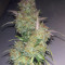 Wild Thailand (World of Seeds) Cannabis-Samen