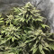 X18 Pure Pakistani Regular (Reserva Privada) Cannabis-Samen