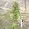 Zombie Kush (Ripper Seeds) Cannabis-Samen