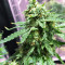 Zuri Widow (Genehtik Seeds) Cannabis-Samen