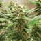 Ice Bomb (Bomb Seeds) Cannabis-Samen