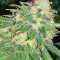 Kush Fromage (Medicann Seeds) Cannabis-Samen