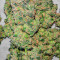 Mandarin Thuggee feminisierte Samen (AlphaFem Seeds)