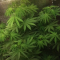 Pineapple Chunk Cannabis-Samen Kaufen