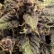 LSD-25 Auto (Fast Buds) Cannabis-Samen zu verkaufen