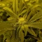 Kaufe Blackberry Moonrocks Samen feminisiert von AlphaFem Seeds