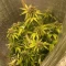 West Coast O.G. Auto (Fast Buds) Cannabis-Samen zu verkaufen