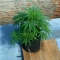 Eleven Roses (Delicious Seeds) Cannabis-Samen zu verkaufen