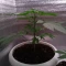 Caramelo Early Version (Delicious Seeds) Cannabis-Samen