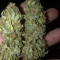 Santa Marta Haze (Seedstockers) Cannabis-Samen zu verkaufen