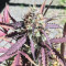 Thin Mint Crack Autoflower (Seedstockers) Cannabis-Samen zu verkaufen