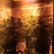 Shiskaberry (Barney's Farm) Cannabis-Samen zu verkaufen