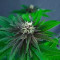 DDoS #33 Feminisierte Cannabis-Samen Kaufen
