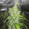 Blue Cheese Cannabis-Samen Kaufen