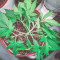 Forbidden Runtz Auto Cannabis-Samen Kaufen