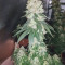 Honey Cream (Fast Flowering) (RQS) Cannabis-Samen zu verkaufen