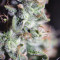 Sugar Bomb Punch (Dutch Passion) Cannabis-Samen zu verkaufen