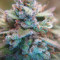 Kerosene Krash Cannabis-Samen Kaufen