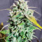 Original Auto Amnesia Haze (Fast Buds) Cannabis-Samen zu verkaufen
