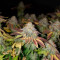 White Widow (RQS) Cannabis-Samen zu verkaufen