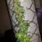 Critical Orange Punch (Dutch Passion) Cannabis-Samen