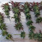 CBD Critical Cure (Barney's Farm) Cannabis-Samen zu verkaufen