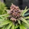 Auto Blackberry Moonrocks (Herbies Seeds)