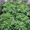 Auto Speed Haze (Blackskull Seeds) Cannabis-Samen