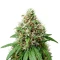 Automatic (Big Buddha Seeds) Cannabis-Samen