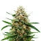 Banana Guava Auto (Fast Buds)