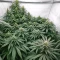 Black Berry OG (Emerald Triangle Seeds) Cannabis-Samen