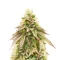 Brains Damage (K.C. Brains Seeds) Cannabis-Samen