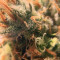 Bruce Banner #3 (BlimBurn Seeds) Cannabis-Samen