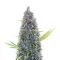 Durban Thai x C99 feminisierte Samen (Brothers Grimm Seeds)