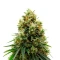 Gelato 44 (Tyson S) (Royal Queen Seeds)