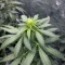 Gorilla Fast (00 Seeds)