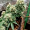Mi 6 Auto (Flash Seeds) Cannabis-Samen