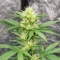 Neville's Rose Auto feminisierte Samen (Delicious Seeds)